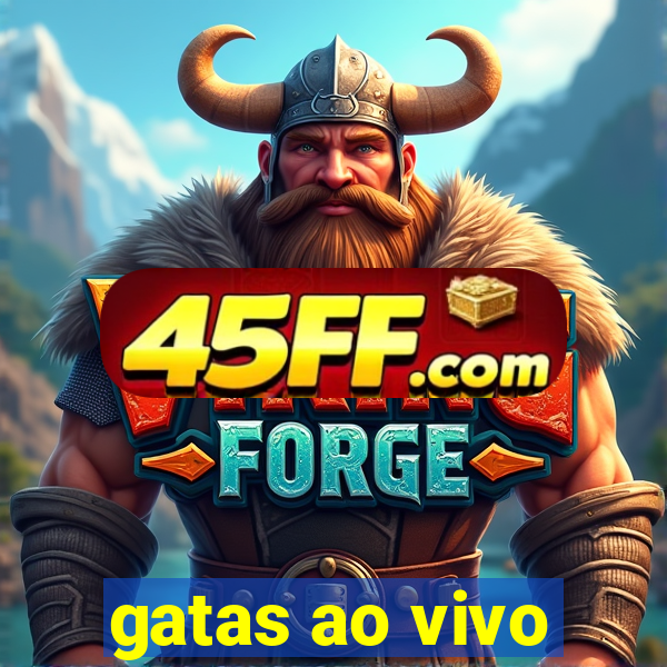 gatas ao vivo